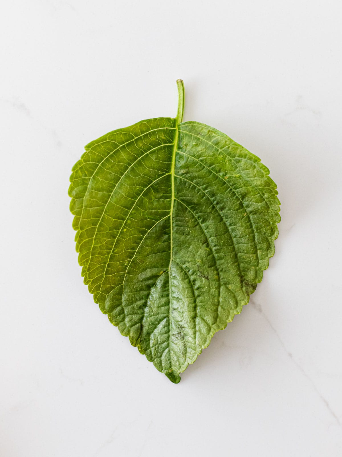 close up of a Korean perilla leaf